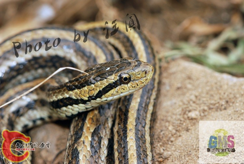 红纹滞卵蛇 Oocatochus rufodorsata （Cantor）.jpg