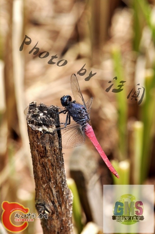 赤褐灰蜻  Orthetrum pruinosum Burmeister .jpg