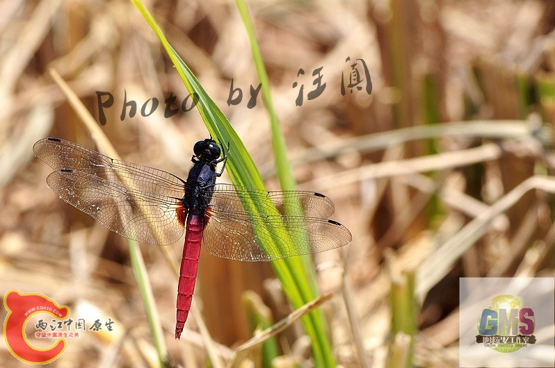 赤褐灰蜻  Orthetrum pruinosum Burmeister 2 .jpg