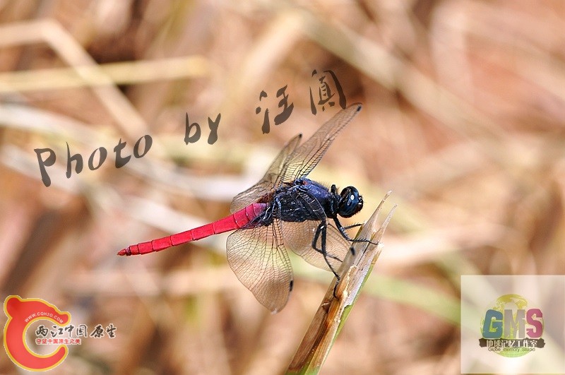 赤褐灰蜻  Orthetrum pruinosum Burmeister 3 .jpg