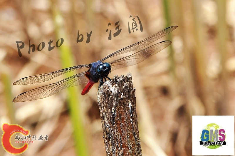 赤褐灰蜻  Orthetrum pruinosum Burmeister 4 .jpg