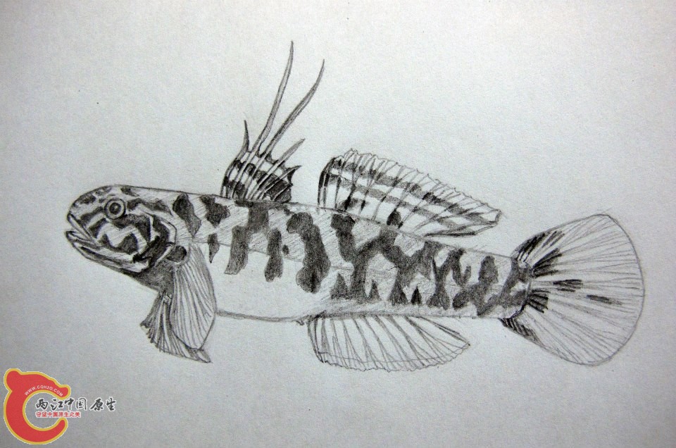 Mugilogobius sp. 尾斑鯔鰕虎魚