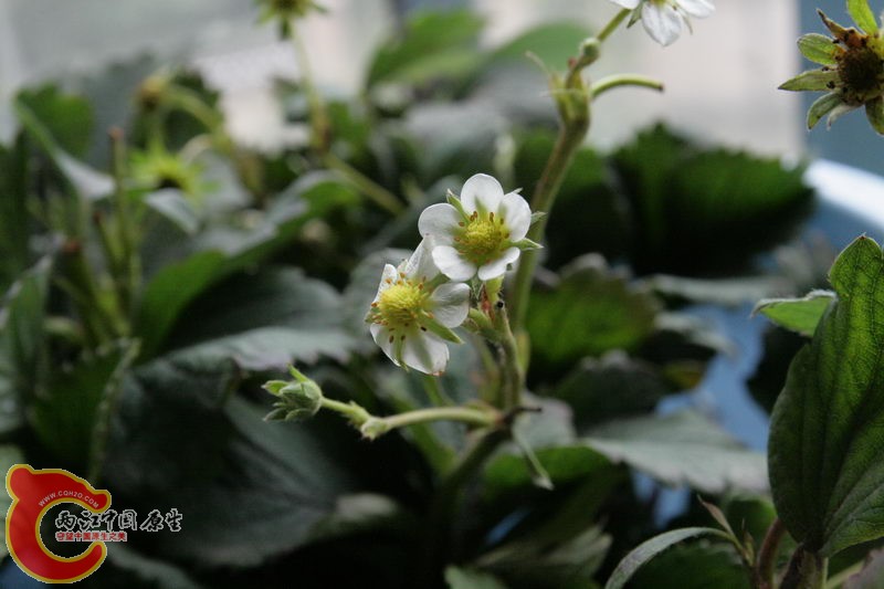 其实当绿植盆栽也不错