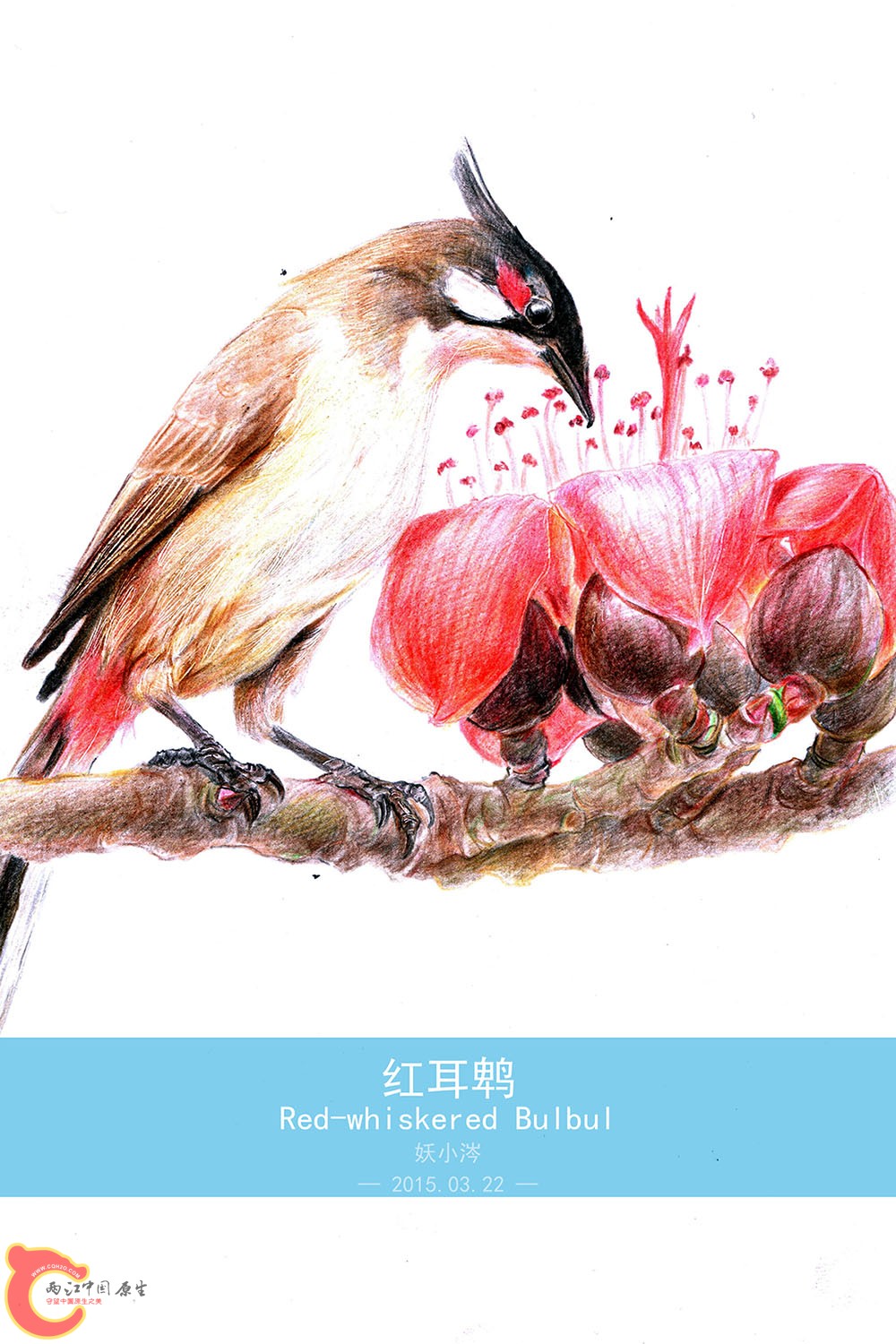 红耳鹎 Red-whiskered Bulbul.jpg