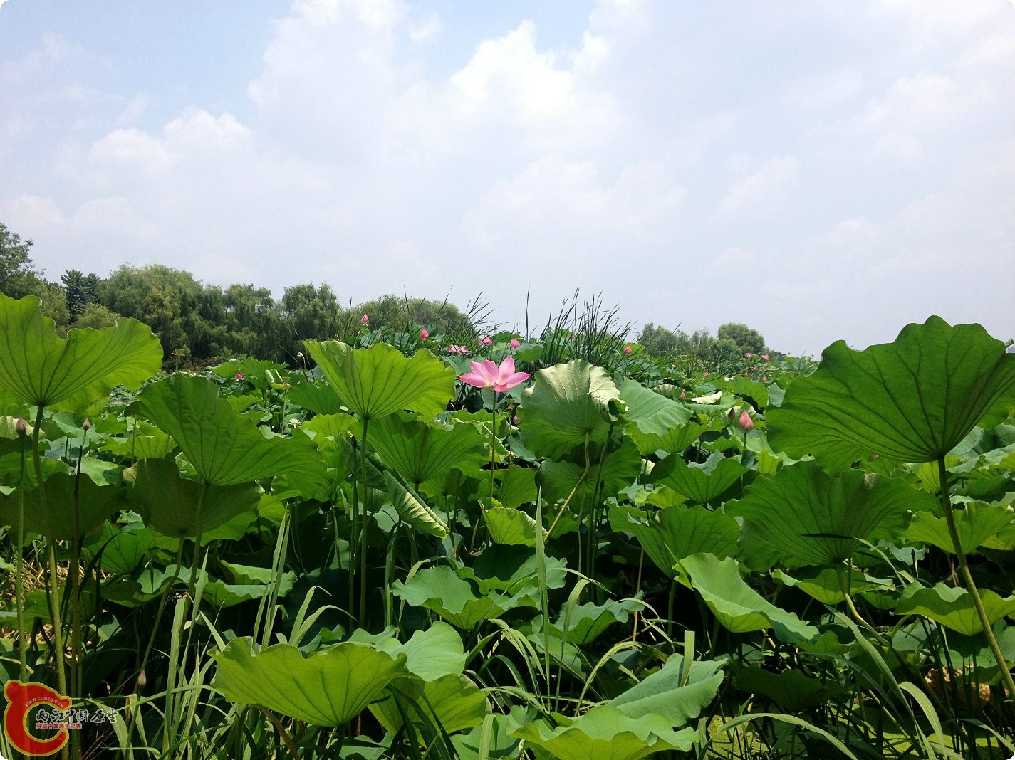 三伏天的江汉大学 (5).jpg