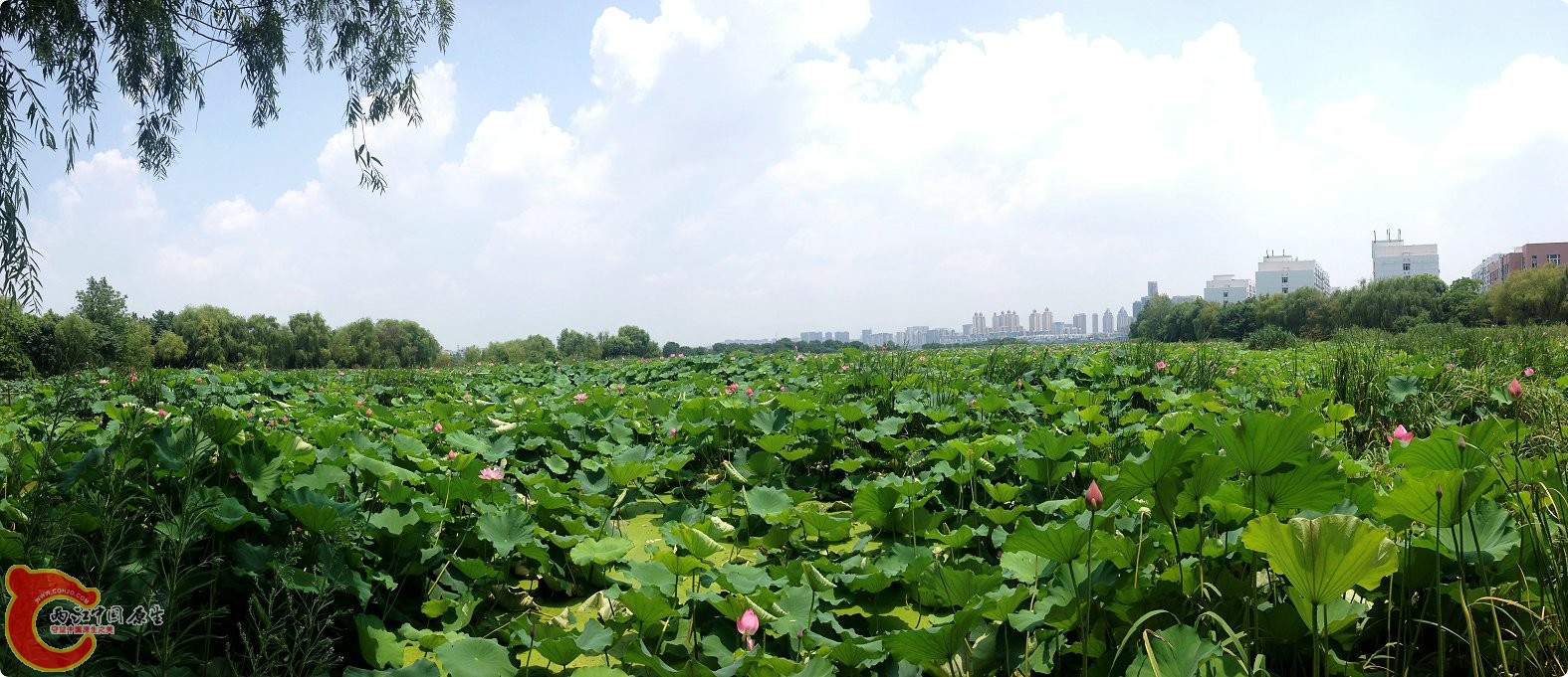 三伏天的江汉大学 (8).jpg