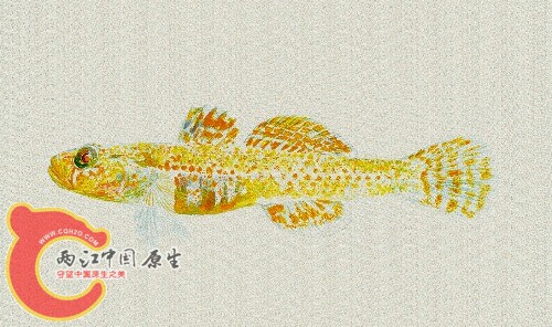 酖15缿;~NRhinogobius lentiginis.jpg