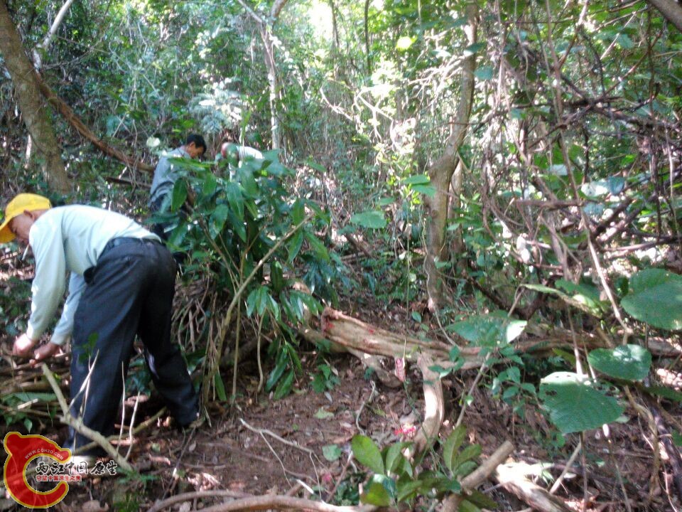 走一个多小时陡峭的山路，我已累趴了，采药人的工作才开始