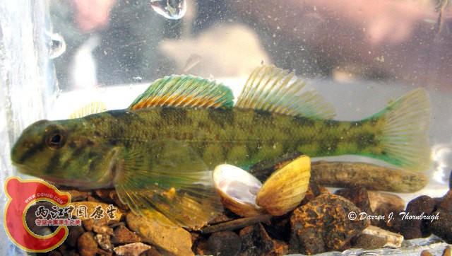 Etheostoma_blennioides.jpg