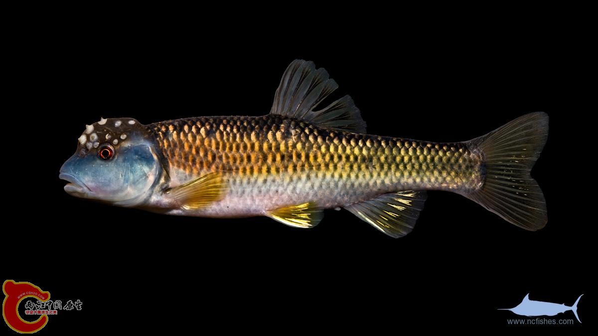 Nocomis-leptocephalus-male.jpg