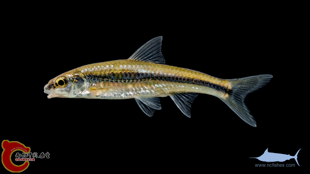 Notropis-hudsonius-002-1024x576.png