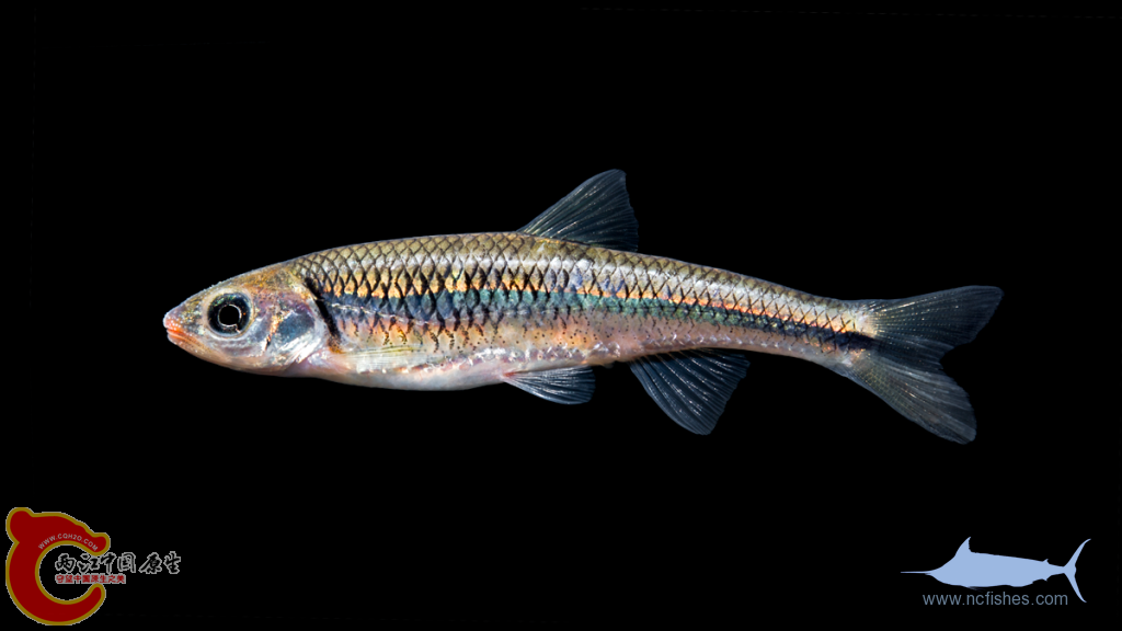 Notropis-rubricroceus-1024x576.png