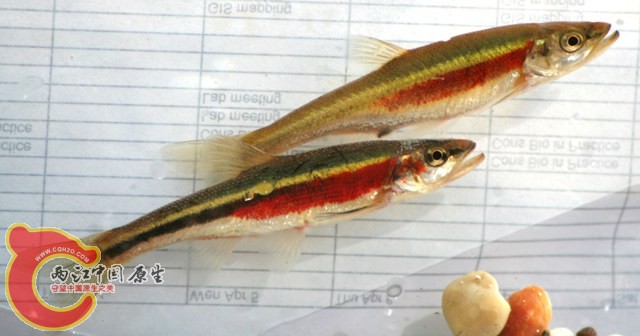 redside dace pair by BZ.jpg