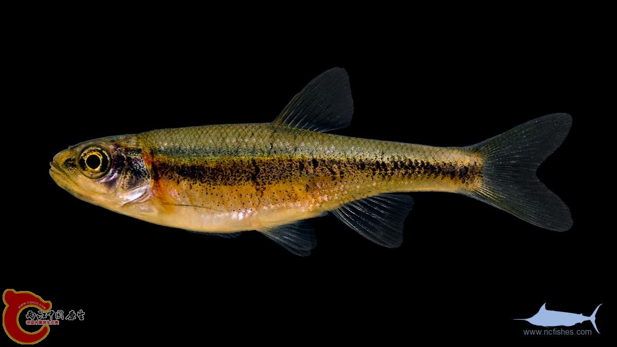 Clinostomus-funduloides.jpg