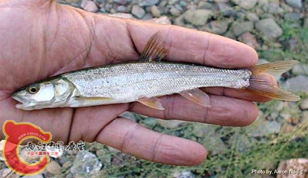 Northern-pikeminnow-Ptychocheilus-oregonensis.jpg