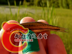 Northern Redbelly Dace 1.png