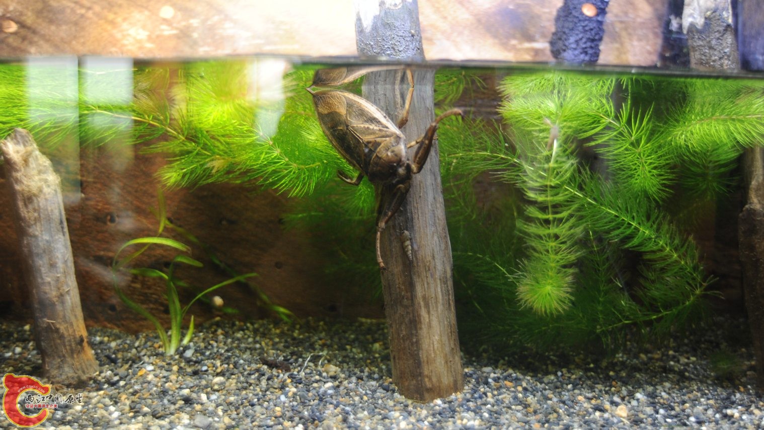 10厘米大水蝎子