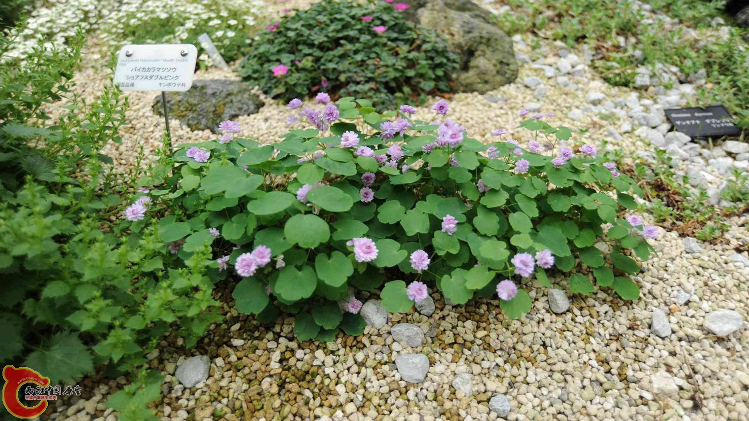 高山植物