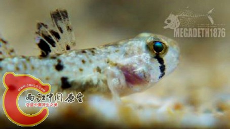 爪哇拟虾虎鱼 Pseudogobius javanicus