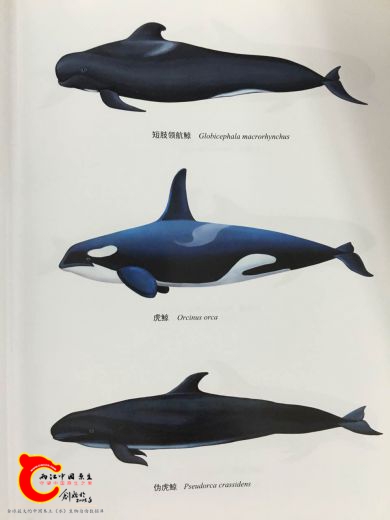 中国鲸类-前插页选3.jpg