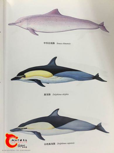 中国鲸类-前插页选4.jpg