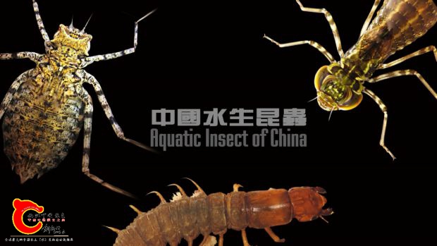 中国水生昆虫两江13周年纪念