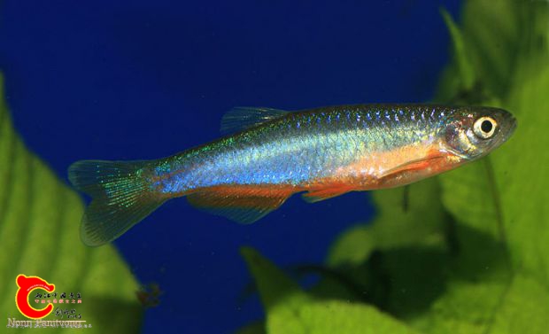 danio_roseus_1.jpg