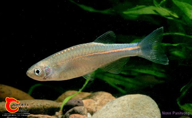 Danio-albolineatus-wild-2.jpg