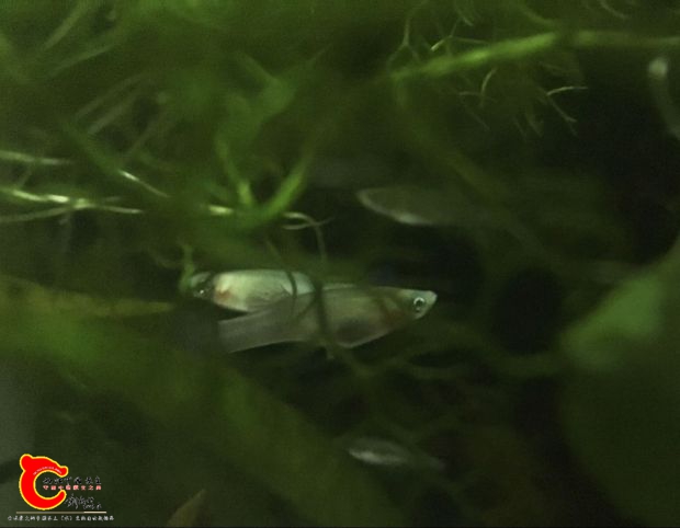 藏于水草中的食蚊鱼