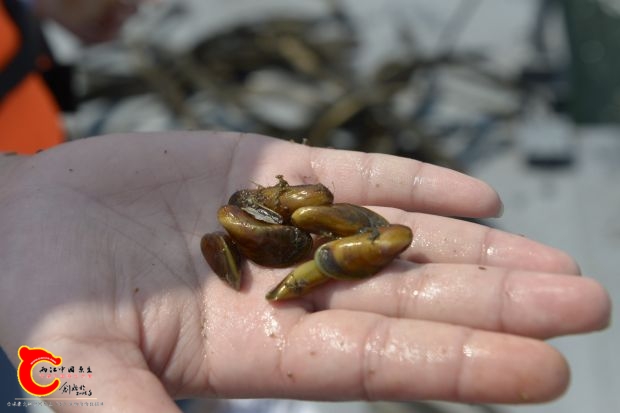 俗稱 淡水殼菜 殼菜 水瓜子 分類信息 軟體動物門 雙殼綱 貽貝科