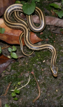 红纹滞卵蛇oocatochus rufodorsatus