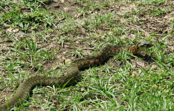 虎斑颈槽蛇rhabdophis tigrinus