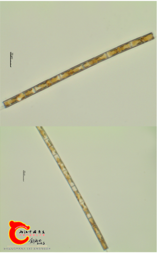 颗粒直链藻Melosiragranulata.png