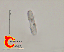 中型等片藻Diatomamesodon.png