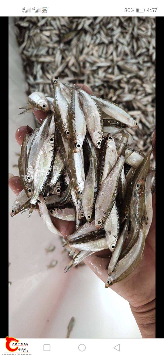 白色江团鱼图片图片