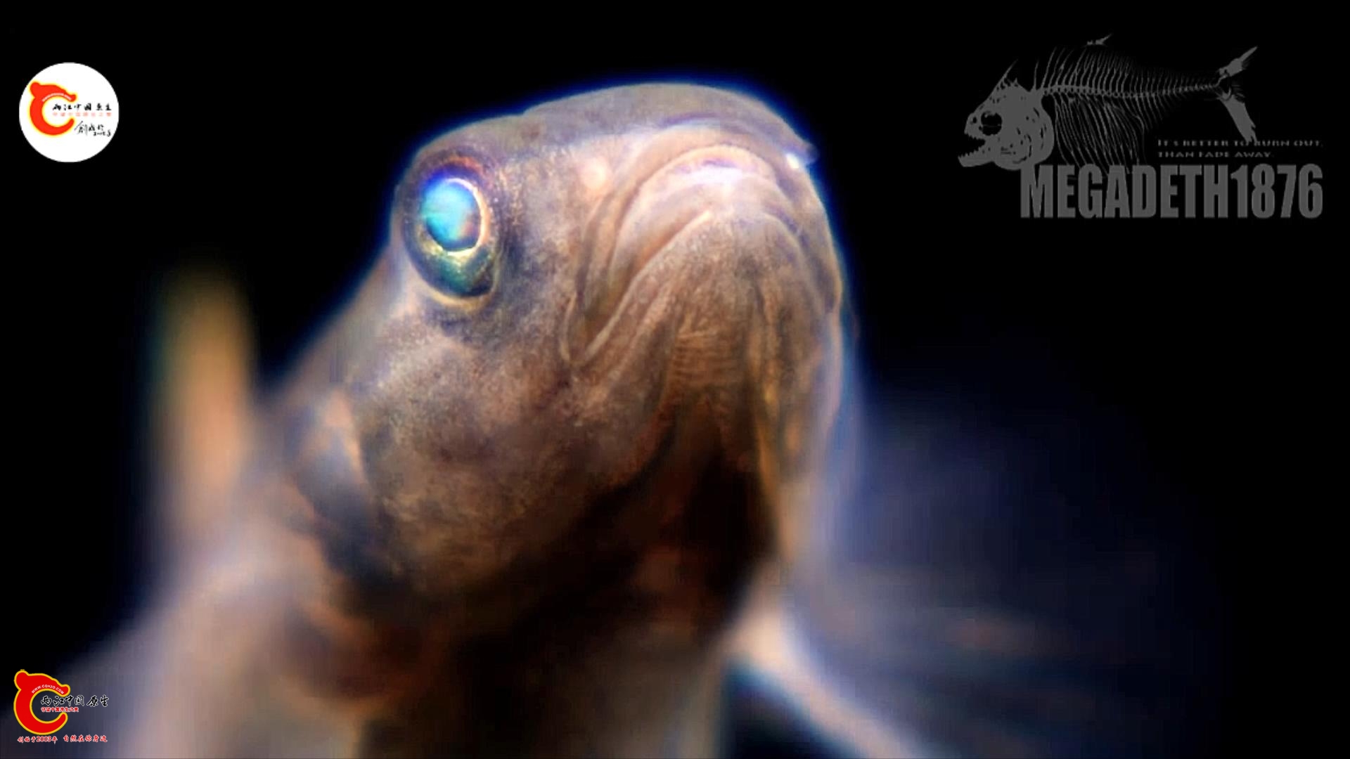 阿部鯔鰕虎魚（阿部氏鯔鰕虎）Mugilogobius abei 1.mp4_20231014_124746580.jpg