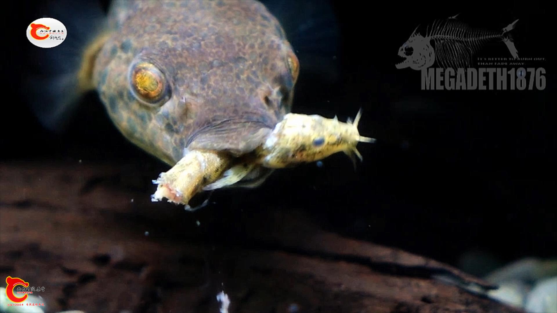 斑腰单孔鲀 Monotretus leiurus 捕食.mp4_20231019_134949601.jpg