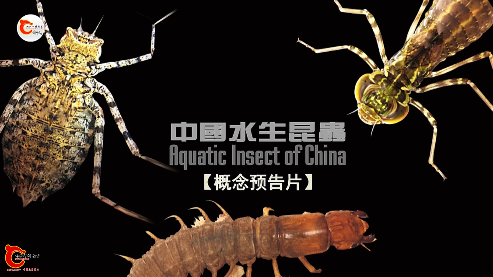中国水生昆虫预告概念片.mp4_20231102_121415280.jpg