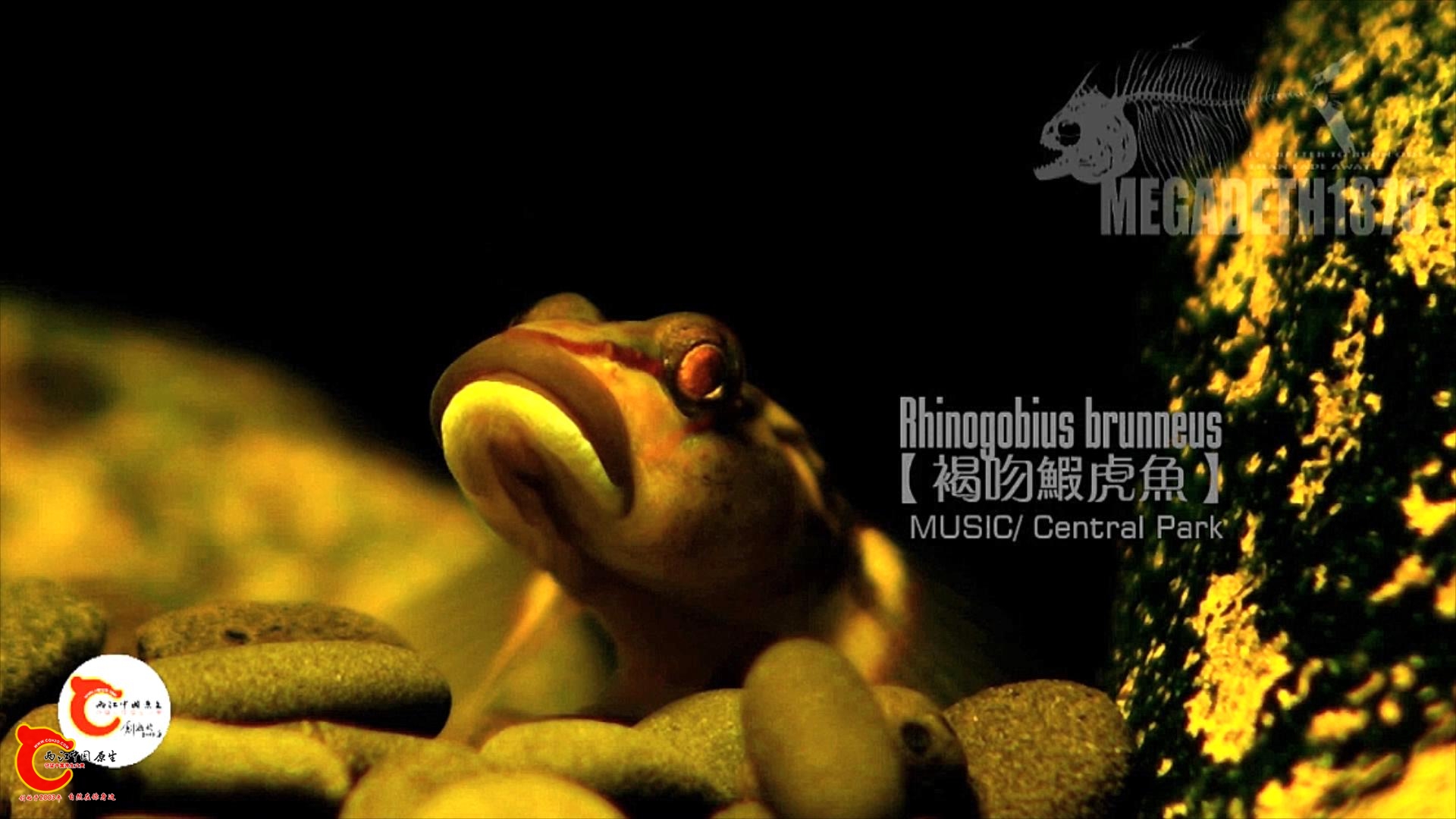 褐吻虾虎鱼成体 Rhinogobius brunneus.mp4_20231107_121226280.jpg