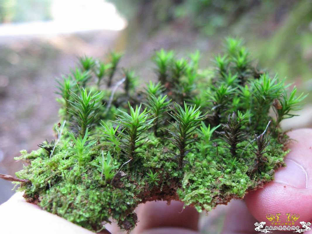 像小树一样苔类?水陆缸很不错的材料~