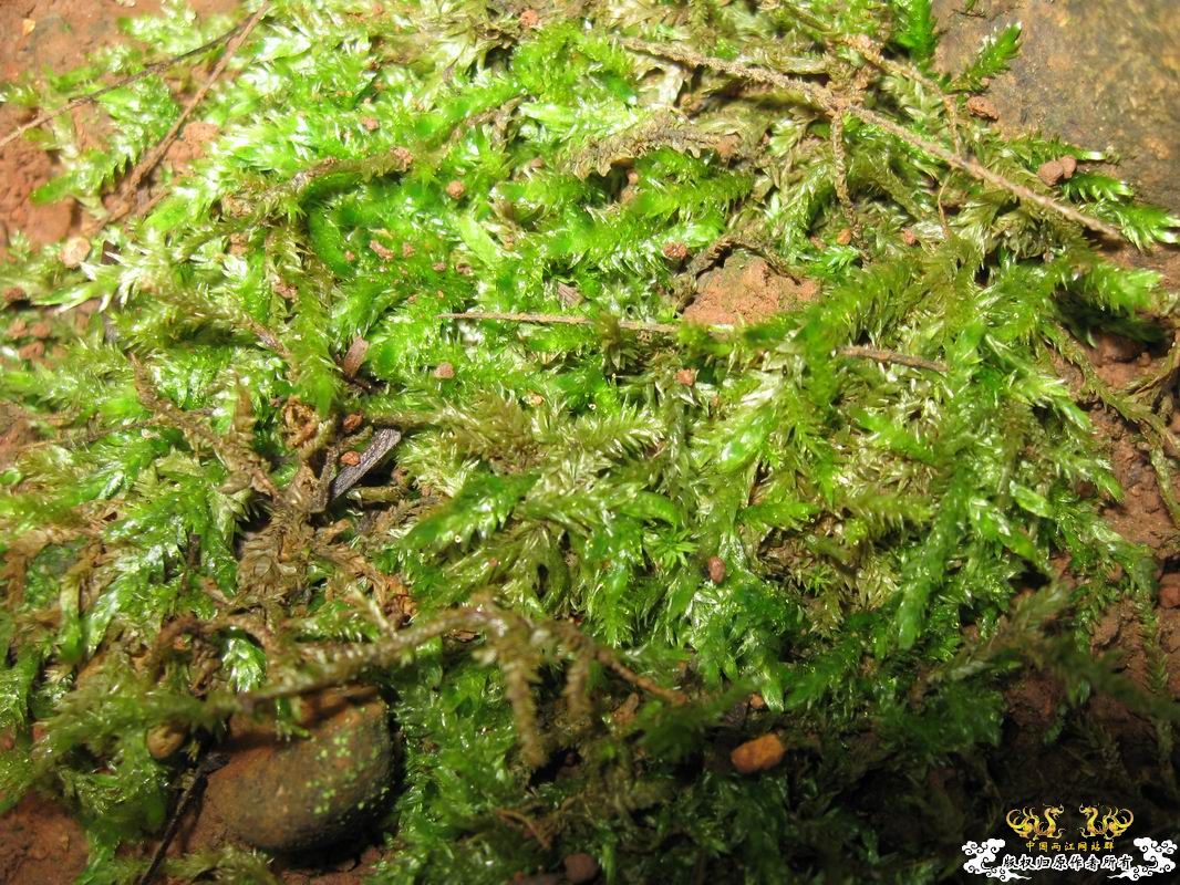 像小树一样苔类?水陆缸很不错的材料~