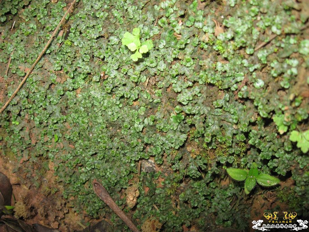 像小树一样苔类?水陆缸很不错的材料~