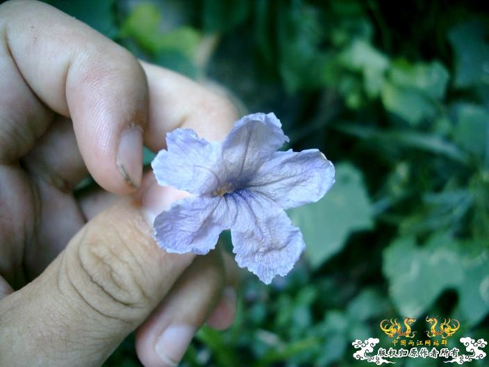 植物（有求名）