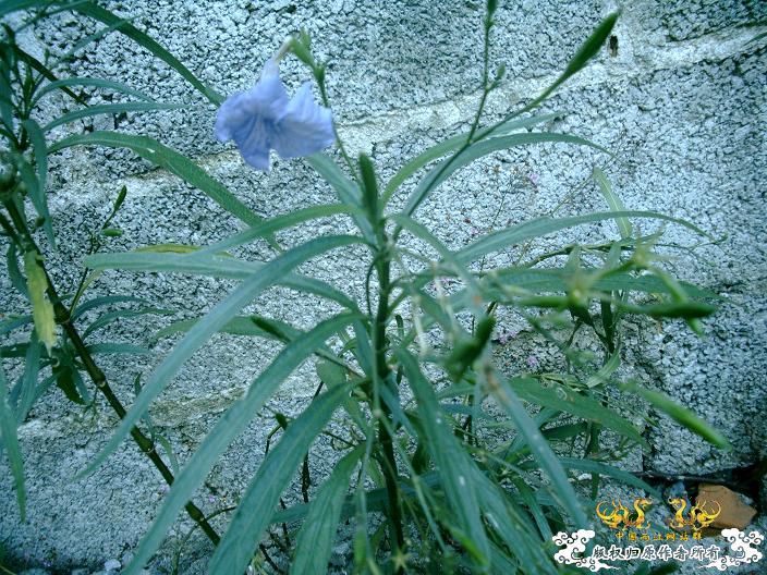 植物（有求名）