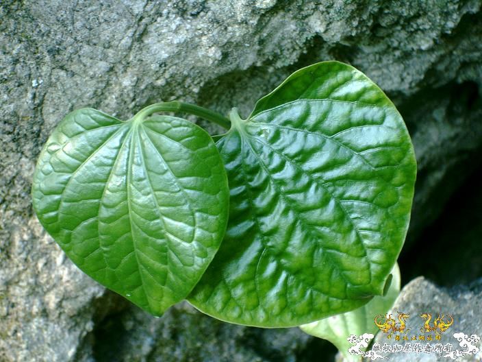 植物（有求名）