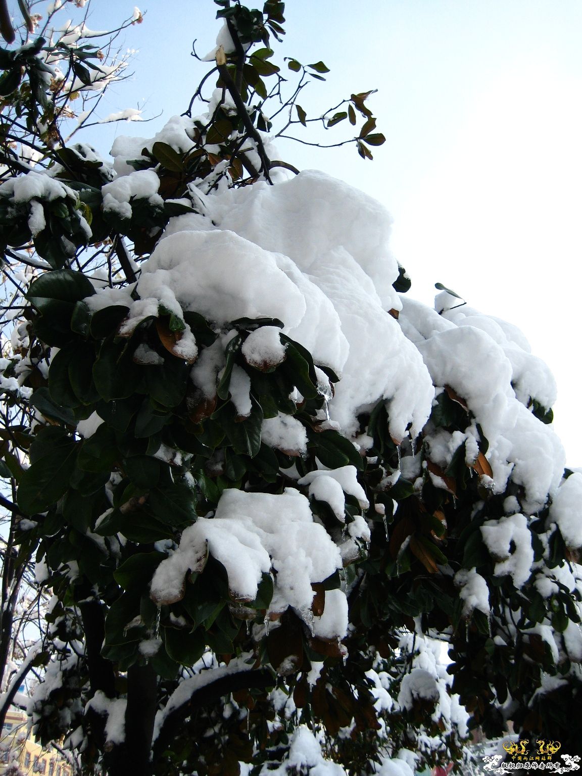 [灌水]下雪了