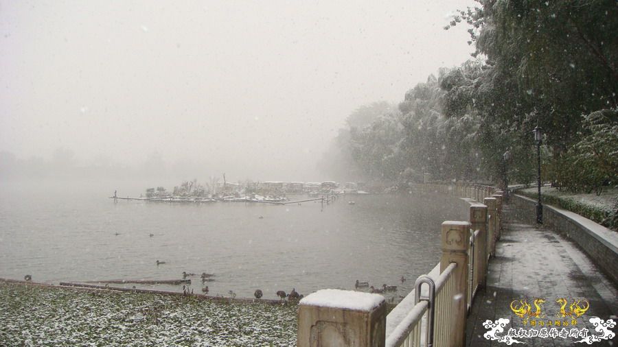 深秋大雪纷飞中的北京后海野鸭岛 [12P]