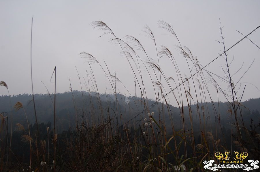 烧到超越甲流--成都12.12-12.13纪实！