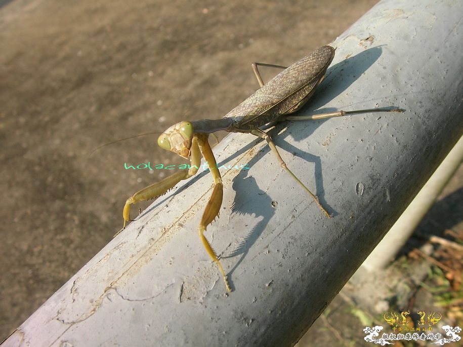 殺氣騰騰