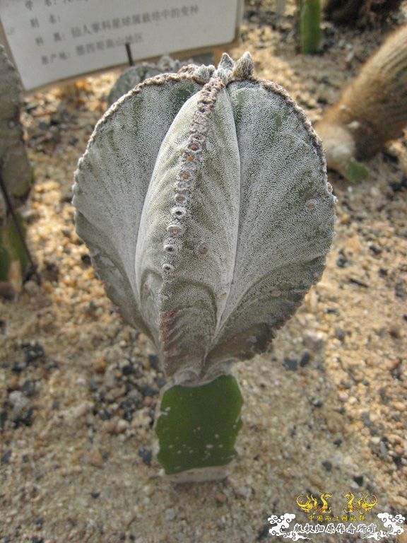 农科院游记——热带植物篇